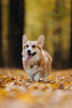Sarı yapraklar ve güneş ışığıyla kaplı sonbahar ormanı yolunda koşan mutlu Corgi. Yüksek kalite fotoğraf