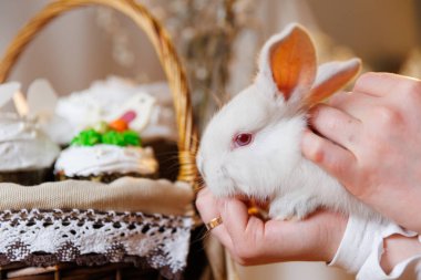 Paskalya sepetinin yanında elinde pasta ve söğüt dallarıyla el ele tutuşan beyaz tavşan. Yüksek kalite fotoğraf