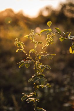 Arka plandaki gül sapı altın saat ve yaz çayırında güneş parlıyor. Yüksek kalite fotoğraf