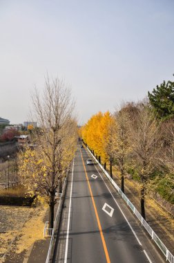 Sonbahar, Osaka Japonya yolda