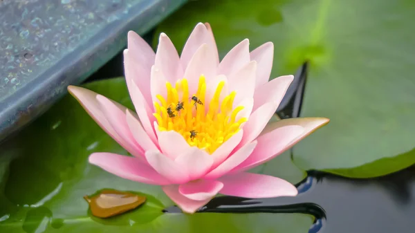 粉红色的莲花和蜜蜂 — 图库照片