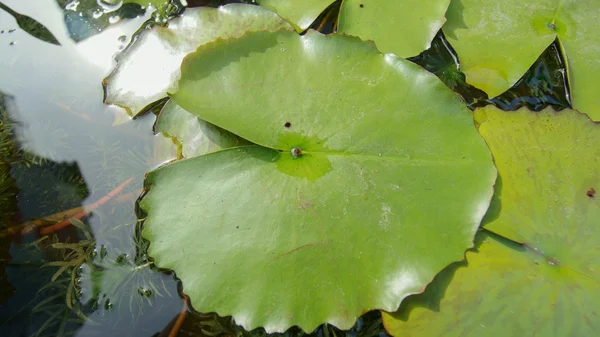 Listy lotosu — Stock fotografie