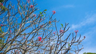 Gökyüzü arka plan üzerinde şube ile Frangipani çiçekler