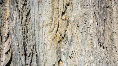 Ağaç kabuğu dokusu 