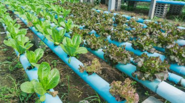 Organik hydroponic sebze