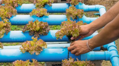 Organik hydroponic sebze