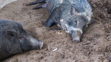 Bir nadir siyah domuz oyun ve uyku kir