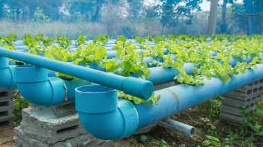 Organik hydroponic sebze