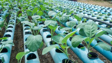 Organik hydroponic sebze