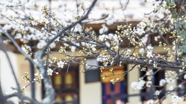 Bahar Cherry Blossom Sakura çiçek