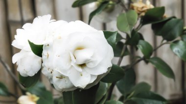 Bambu zemin üzerine beyaz güller