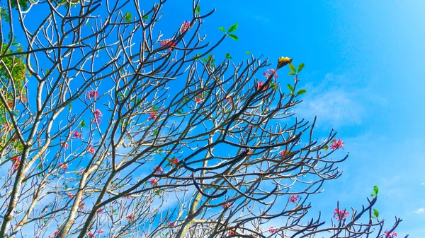 Frangipani flores com ramos no fundo do céu — Fotografia de Stock