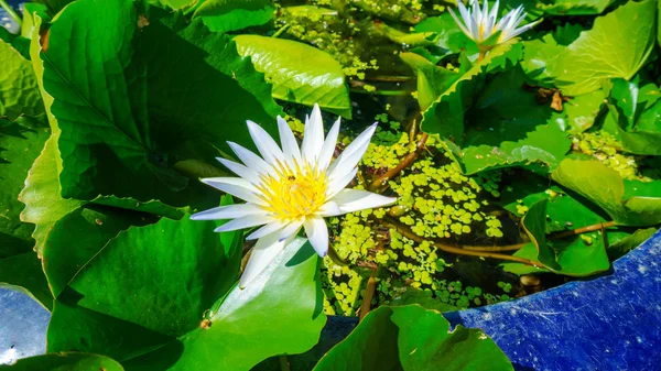 Flor de lótus branco — Fotografia de Stock