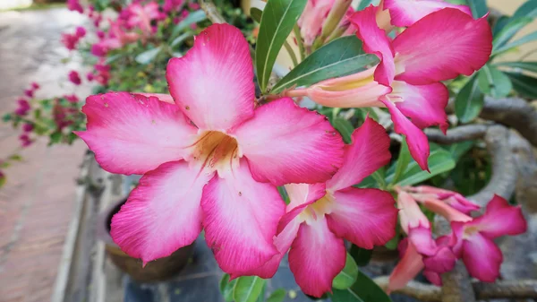 热带花粉红色 Adenium。沙漠玫瑰, Adenium — 图库照片