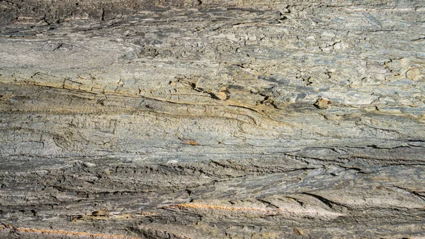 Textura da casca de madeira — Fotografia de Stock