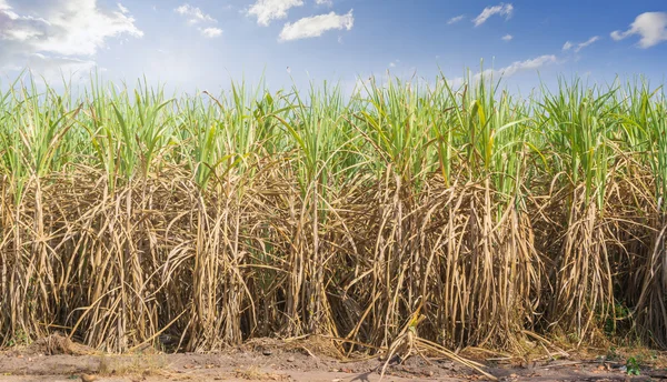 Güneş ve clound yüksek çim 