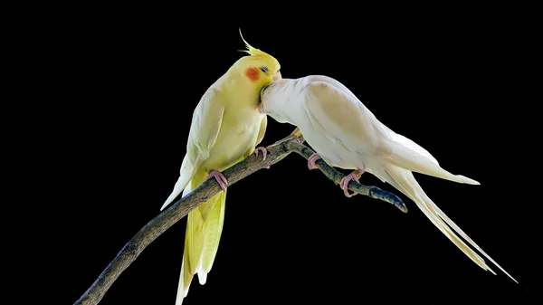 The Cockatiel parrot bird — Stock Photo, Image