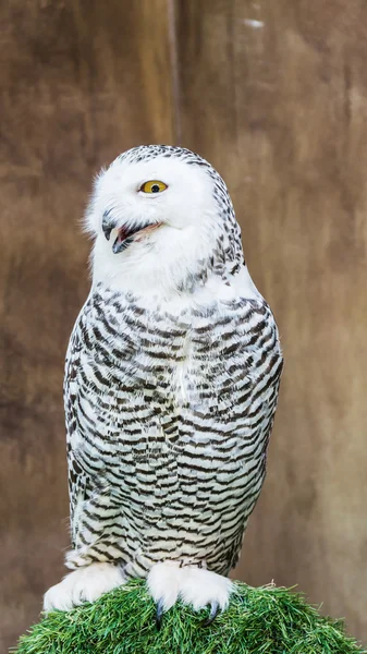 Adorável Oriental Scops Coruja — Fotografia de Stock