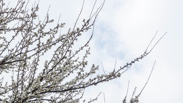 Tavaszi Cherry Blossom Sakura virág — Stock Fotó