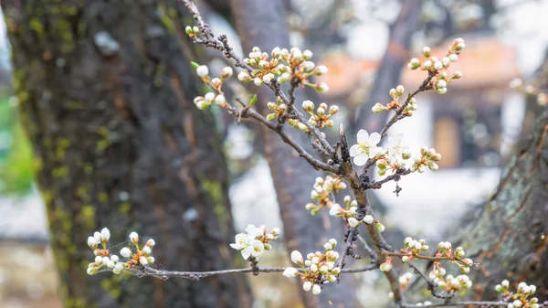 Tavaszi Cherry Blossom Sakura virág — Stock Fotó