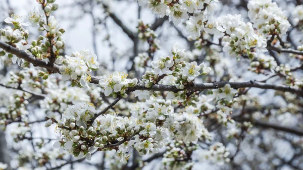 Tavaszi Cherry Blossom Sakura virág — Stock Fotó