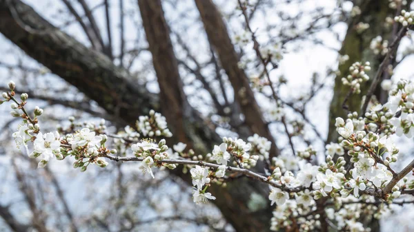 Tavaszi Cherry Blossom Sakura virág — Stock Fotó