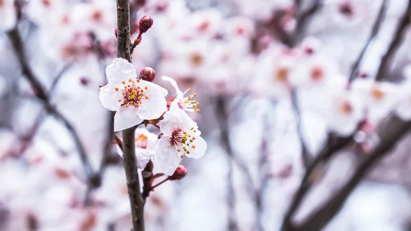 春日樱花，白花. — 图库照片