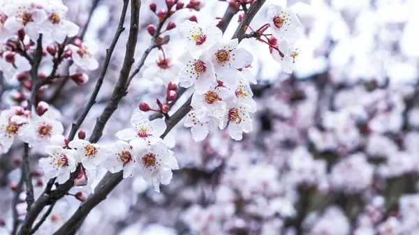 Tavaszi cseresznyevirág, fehér virág. — Stock Fotó