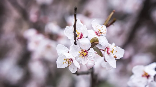 春日樱花，白花. — 图库照片