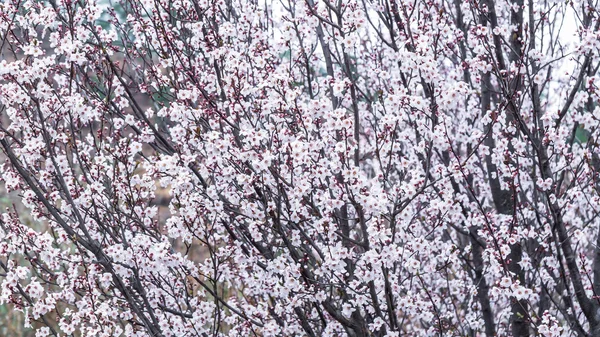 Jarní třešňové květy, bílé květy. — Stock fotografie