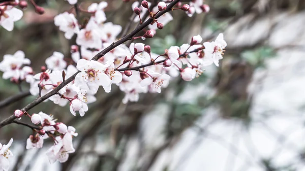 Printemps Fleurs de cerisier, fleurs blanches. — Photo