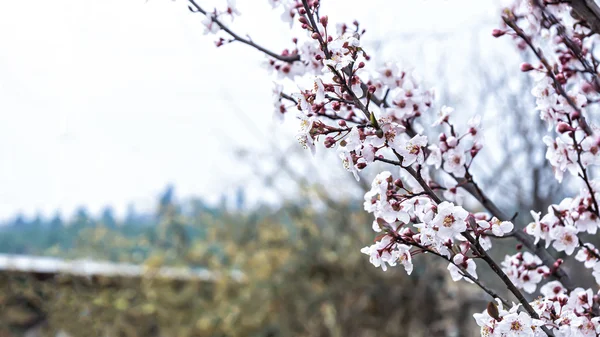 Printemps Fleurs de cerisier, fleurs blanches. — Photo