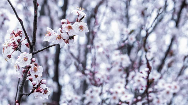 Fleurs de cerisier de printemps, fleurs blanches sur le fond — Photo