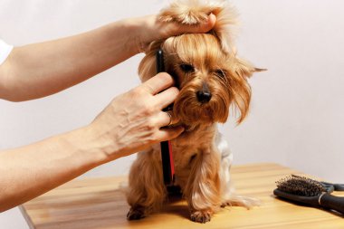 Yorkshire terrier için damat