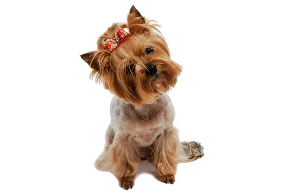 Yorkshire Terrier na na białym tle — Zdjęcie stockowe