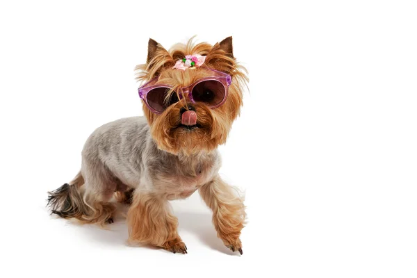 Yorkshire Terrier sobie okulary — Zdjęcie stockowe
