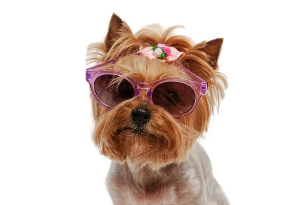 Yorkshire Terrier sobie okulary — Zdjęcie stockowe