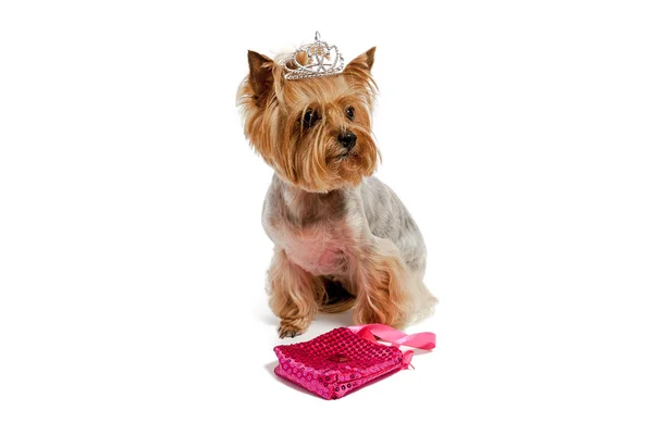 Yorkshire Terrier izole bir arka plan üzerinde bir taç