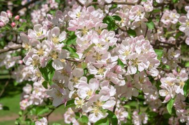 Doğanın arka planında çiçek açan elma, bahar çiçekleri.