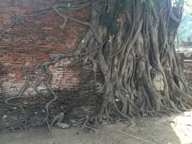 Kökleri, tuğla ve Buda