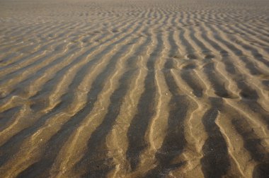 Jericoacoara plaj manzarası