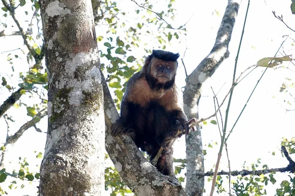 Mono en el parque — Foto de Stock