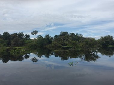 Amazon doğa yansımalar