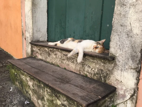 Um gato sonolento — Fotografia de Stock