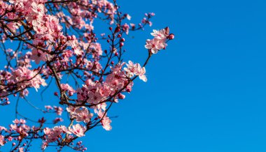 Erik çiçeği bahar. 