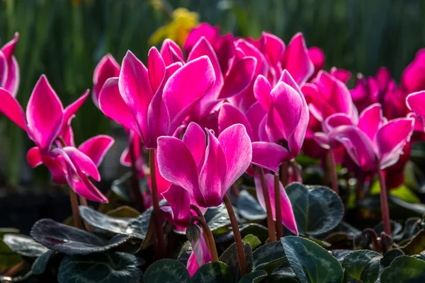 Colorato fiore da giardino Ciclamino — Foto Stock