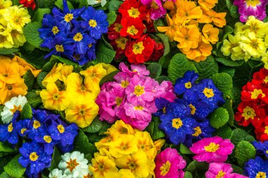 güzel çuha çiçeği çiçek.