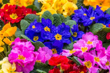 güzel çuha çiçeği çiçek.