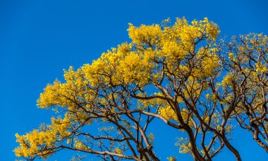 Tabebuia ağacının sarı çiçek.