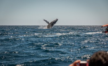 Humpback Whale breaching. clipart